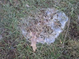 Snow mold can come in many varieties. There are ways to get your lawn healthy after mold has taken place. Call Turf Solutions, Lee's Summit, MO for all your lawn care program needs. Get rid of snow mold! 