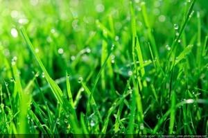 Get a beautiful lawn with maintenance by Turf Solutions 12024 S Easley Rd Lees Summit MO 64086.