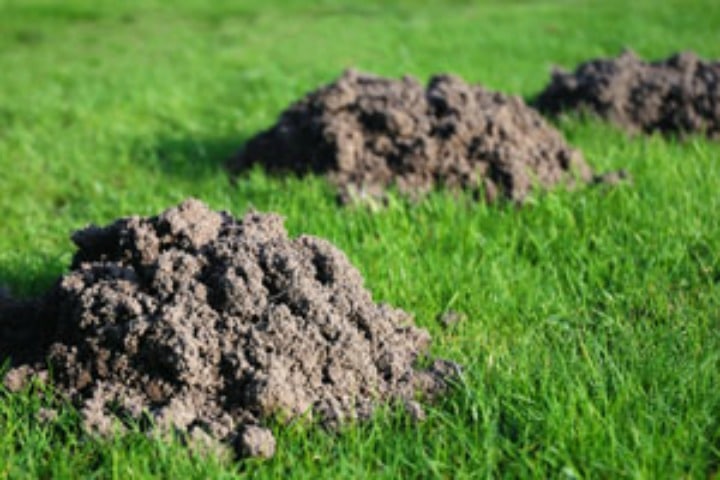 Damage done to a yard that has moles. Tips for getting rid of moles by Turf Solutions.